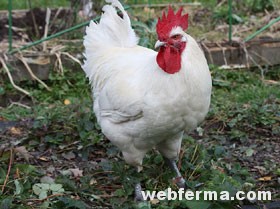 Мясные французы: Бресс Гальская порода кур