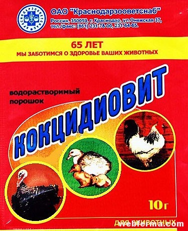 Кокцидиоз у кур: симптомы и лечение