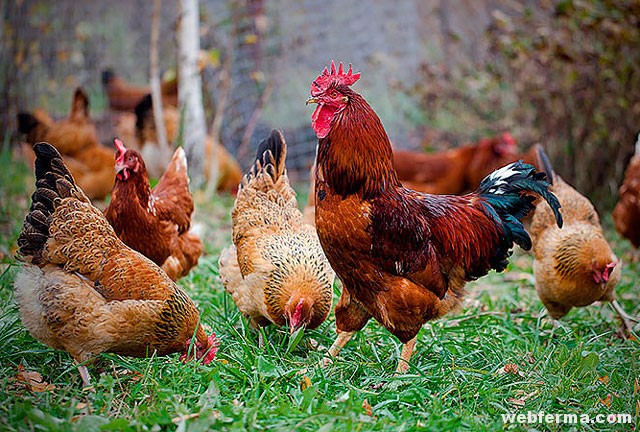 Кучинская юбилейная: описание породы, отличия петуха от курицы