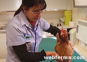 Профилактика и лечение болезней домашней птицы