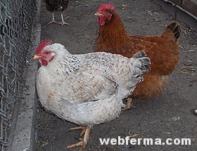 Выгодные кроссы кур для производства мяса и яиц