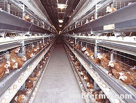 Проект птицефабрики: 2000 кур мясного и яичного направления