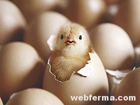 Инкубация яиц домашней птицы: полное руководство