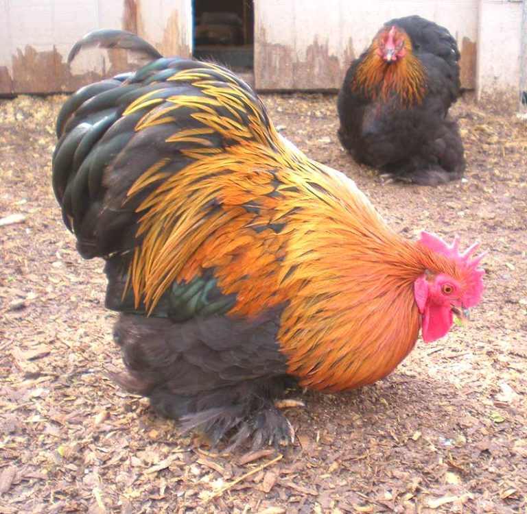 Кохинхин (Cochin) - страница в нашем Каталоге пород