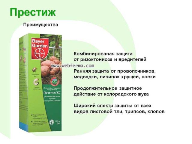 Проволочник в картошке - как избавиться от него, работающие методы