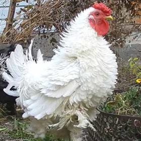 Курчавая курица - редкая для нас птица