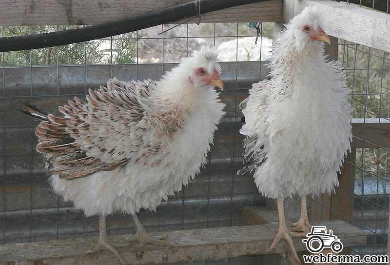 Курчавая порода кур: описание и фото