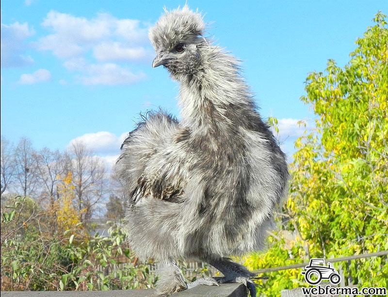 Китайская шелковая курица: описание породы, содержание и фото