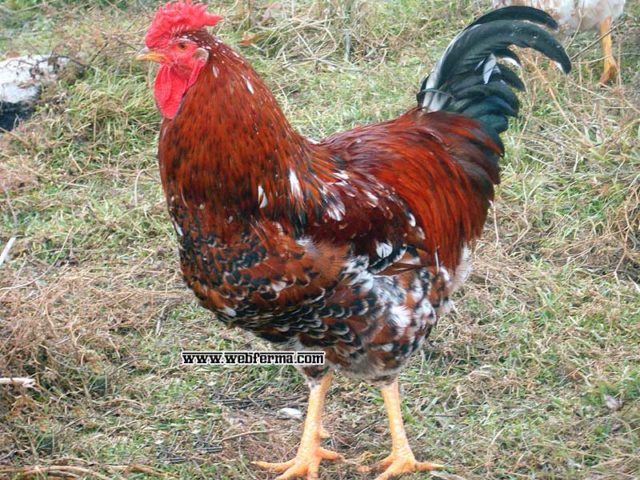 Ливенская ситцевая курица характеристика и фото