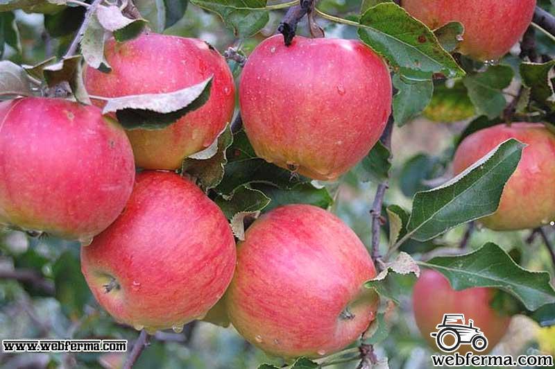 Яблоня Прима: описание сорта и характеристики, сроки созревания и сбора, отзывы - сайт о выращивании яблонь