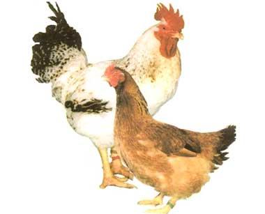 Фото цыплят разных пород кур по алфавиту