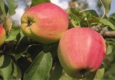 Выбор сорта яблонь