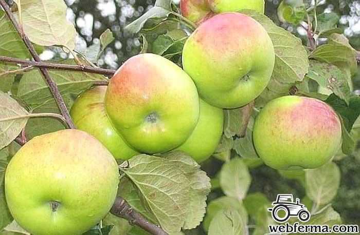 Яблоки Имрус Описание Фото