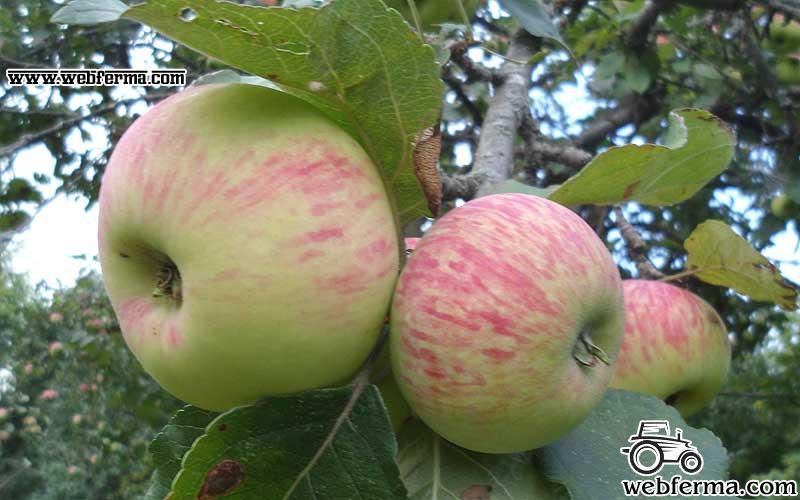 Описание сорта яблони Мельба, подробные характеристики и отзывы