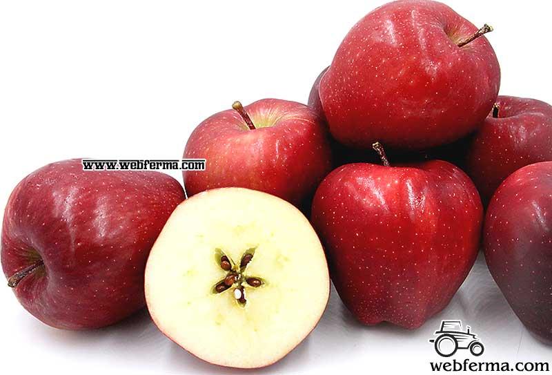 Полное описание Ред Делишес, нюансы яблони, тонкости выращивания
