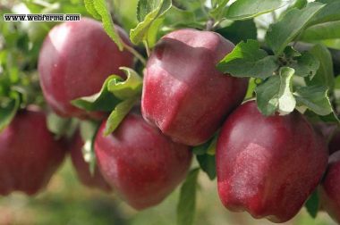 Яблоки старкримсон фото и описание