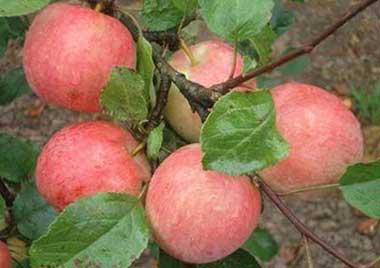 Сорт яблони Услада описание характеристики болезни и вредители