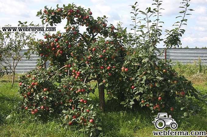 Новичок в садах: яблоня Веньяминовское, описание и отзывы о сорте