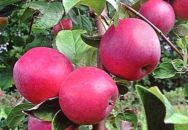 Новичок в садах: яблоня Веньяминовское, описание и отзывы о сорте