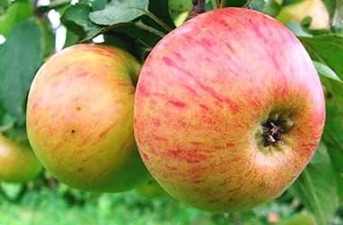 Сорт яблони Медовая или Медуница плюсы и минусы летнего сорта обрезка уход