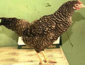 Мегрула: жизнестойкая курица из Грузии