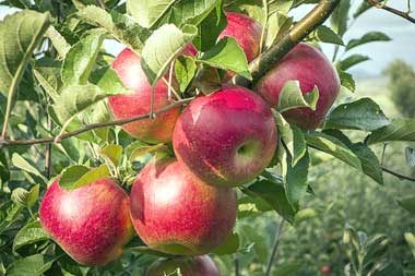 Память воину: описание сорта яблони, подробные характеристики