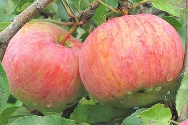 Яблоко осеннее полосатое описание сорта