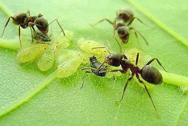 Как избавиться от муравьев: что реально работает