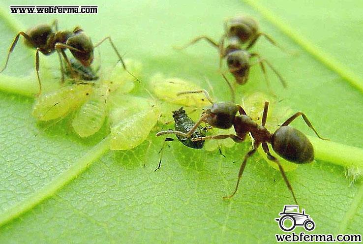 муравьи разносят тлю