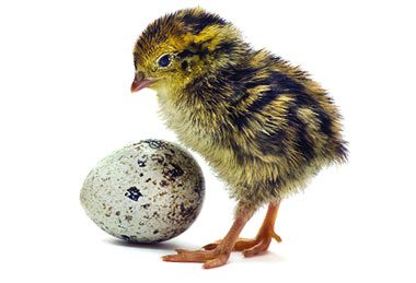 Режим инкубации перепелиных яиц