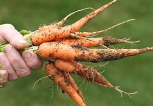 Насколько выгодно выращивать морковь в ЛПХ?